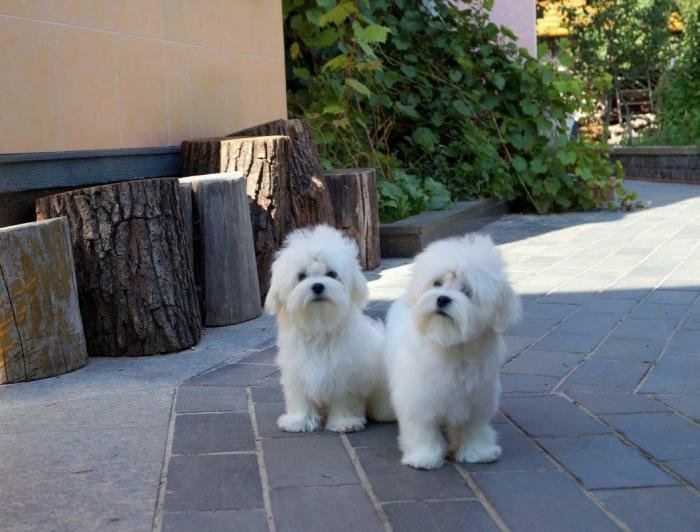 DogsIndia.com - Maltese - Voyagerz
