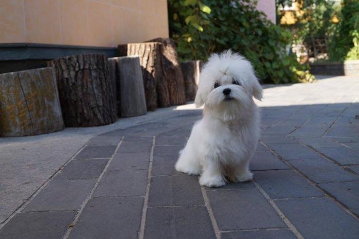 DogsIndia.com - Maltese - Voyagerz