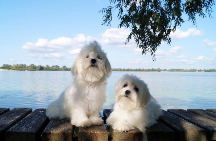 DogsIndia.com - Maltese - Voyagerz