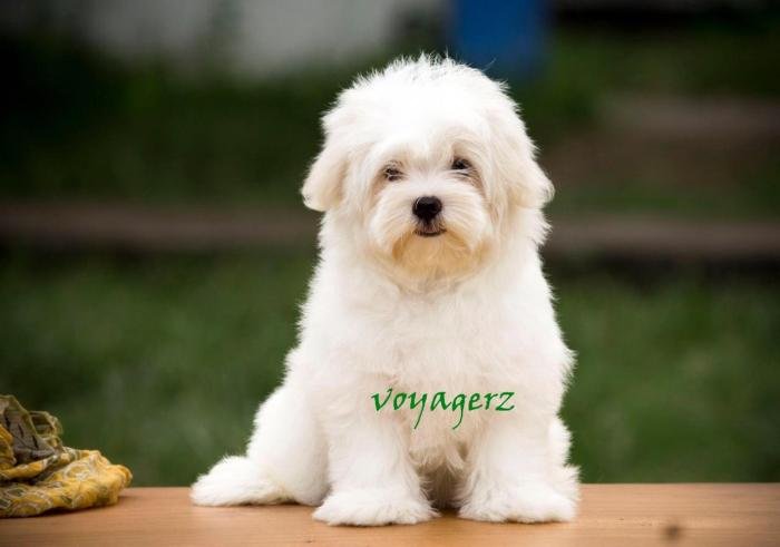DogsIndia.com - Maltese - Voyagerz
