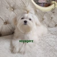 DogsIndia.com - Maltese - Voyagerz