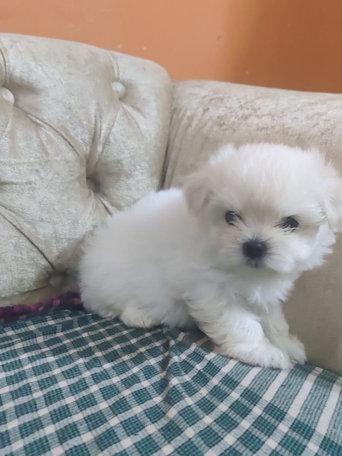 DogsIndia.com - Voyagerz - Maltese