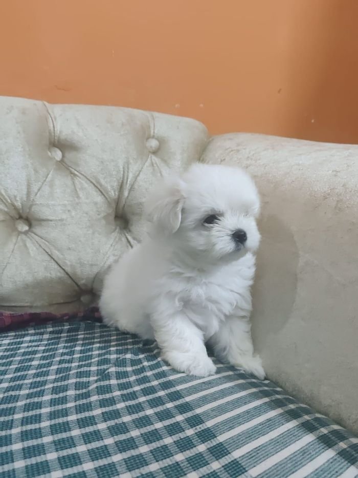 DogsIndia.com - Voyagerz - Maltese