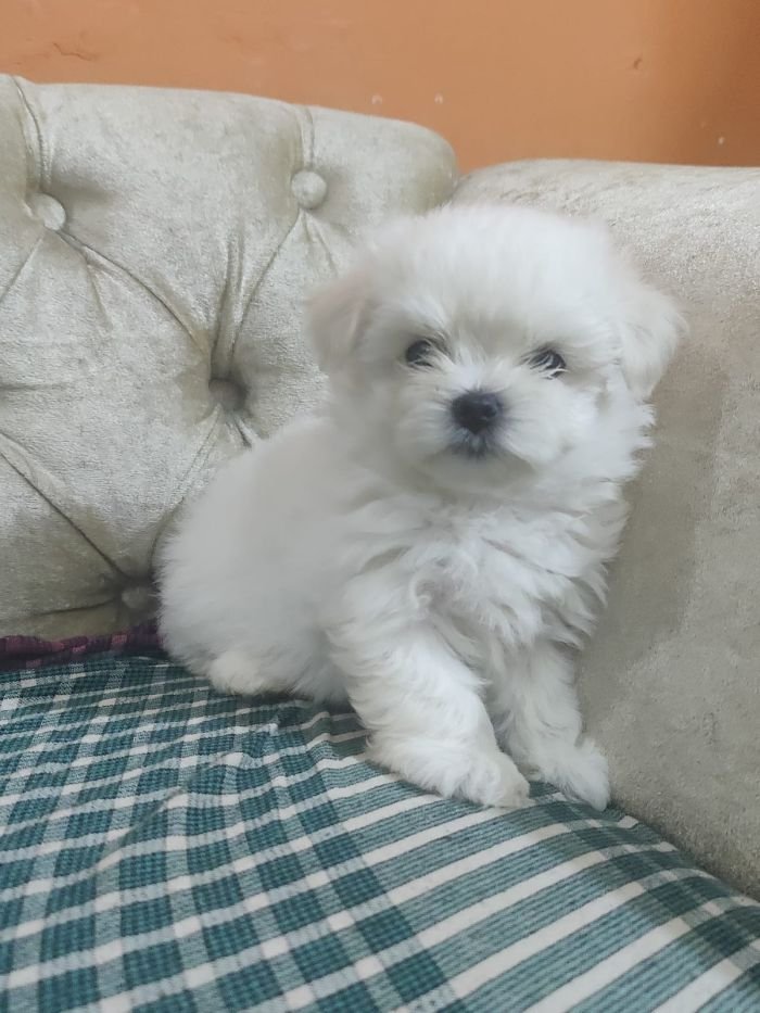 DogsIndia.com - Voyagerz - Maltese