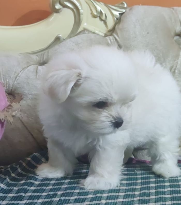 DogsIndia.com - Voyagerz - Maltese