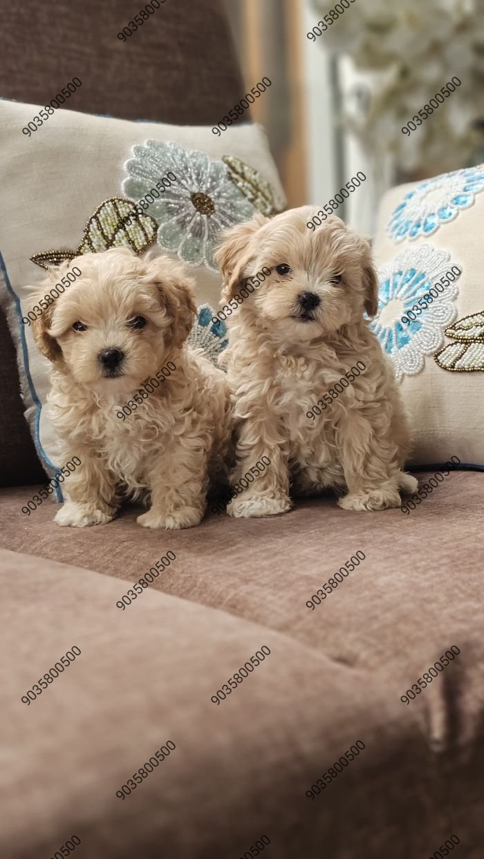 DogsIndia.com - Maltipoo - Sanrams