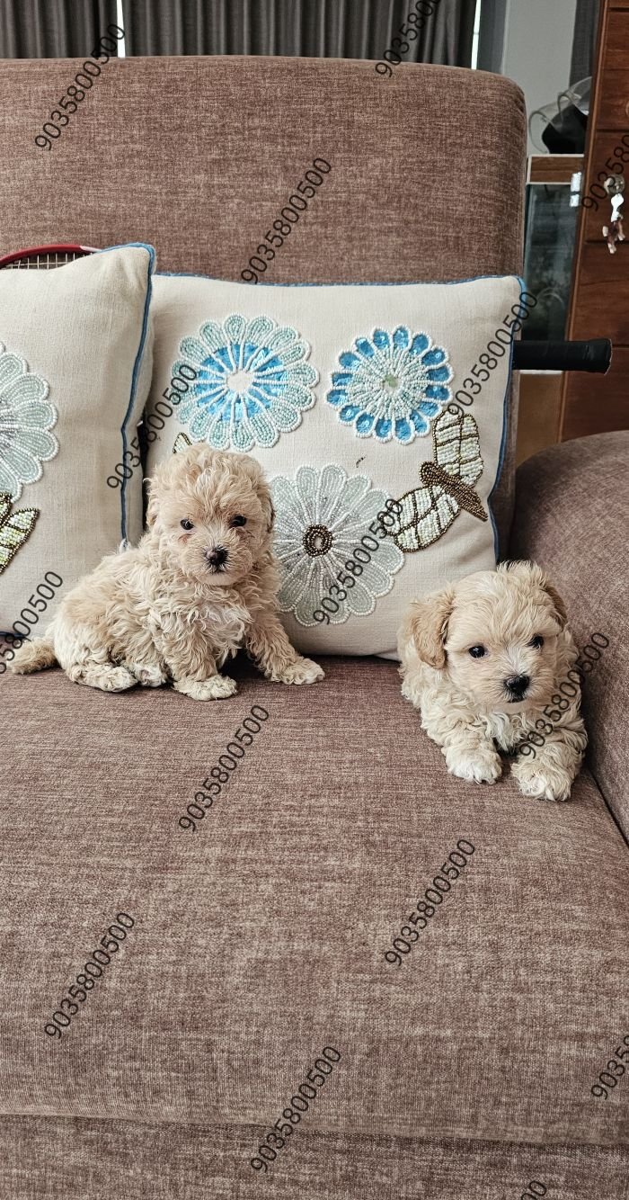 DogsIndia.com - Maltipoo - Sanrams