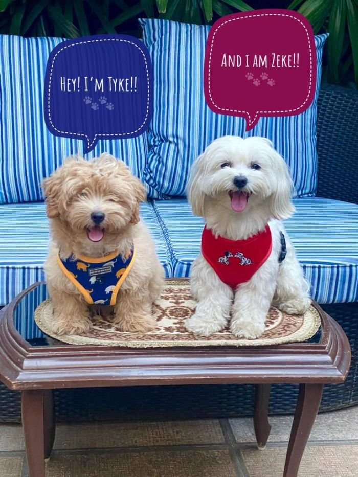 DogsIndia.com - Maltipoo - Sanram's Kennel
