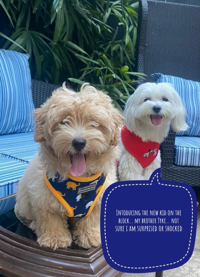 DogsIndia.com - Maltipoo - Sanram's Kennel