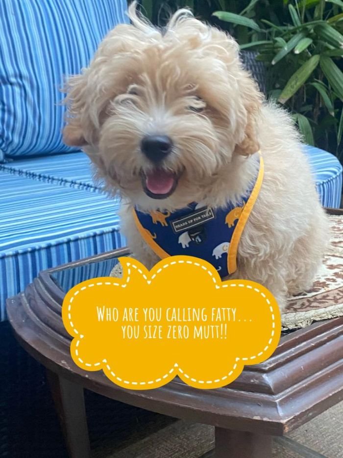 DogsIndia.com - Maltipoo - Sanram's Kennel