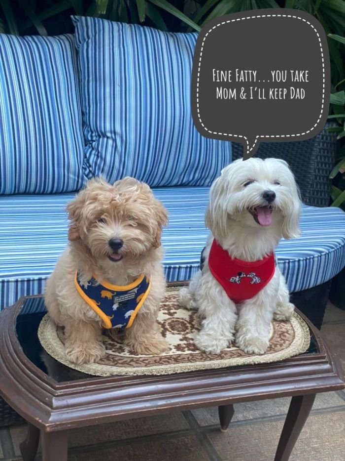 DogsIndia.com - Maltipoo - Sanram's Kennel