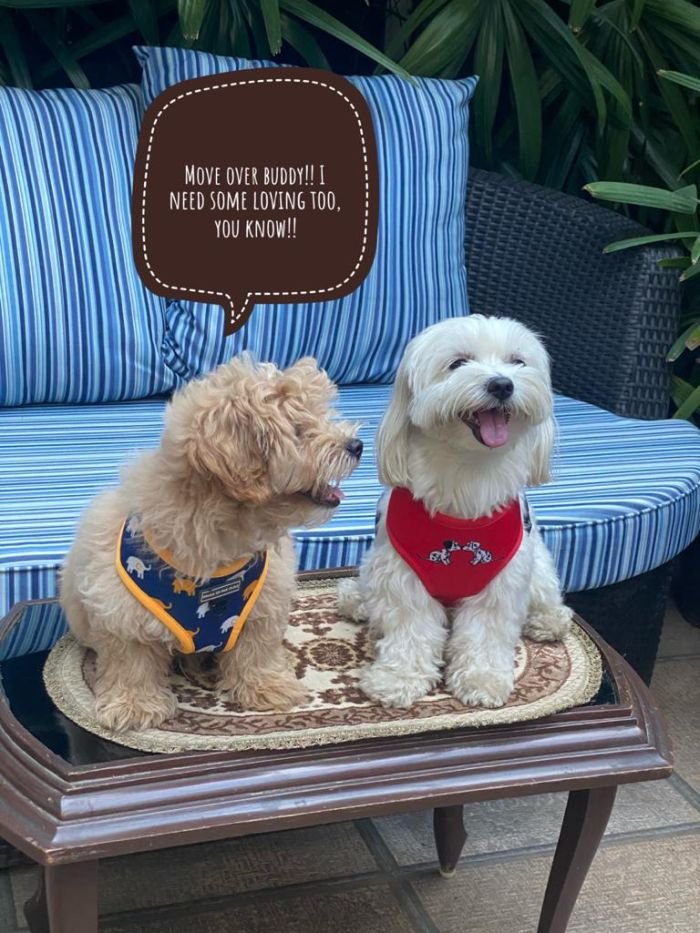 DogsIndia.com - Maltipoo - Sanram's Kennel