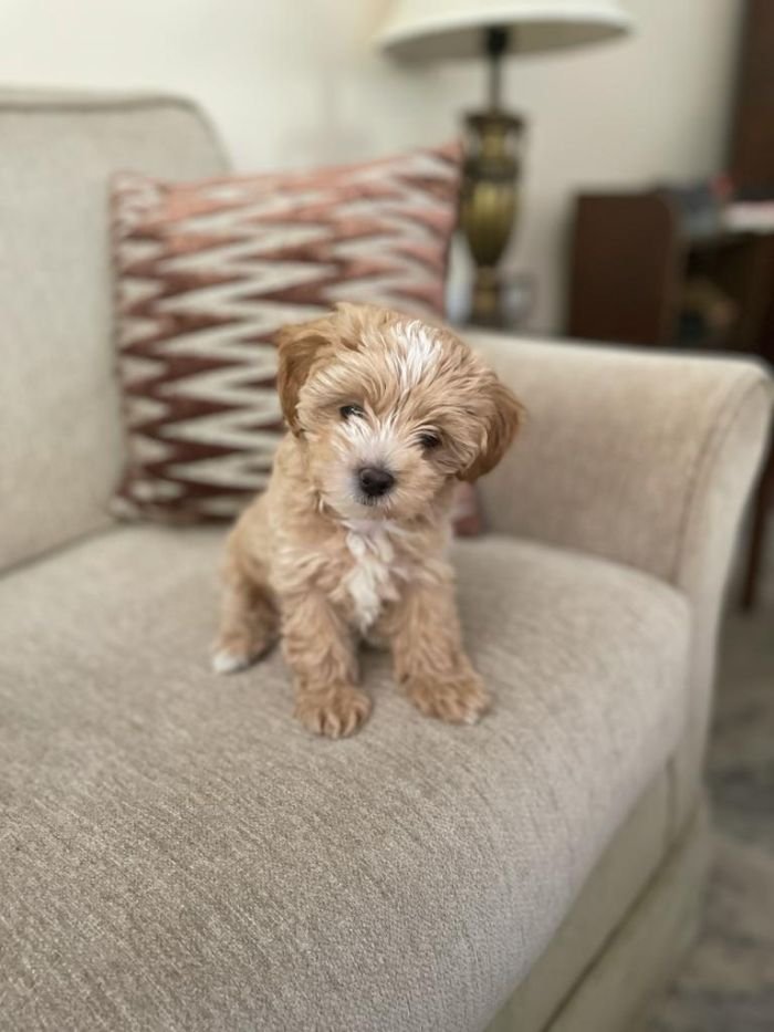 DogsIndia.com - Maltipoo - Sanram's Kennel