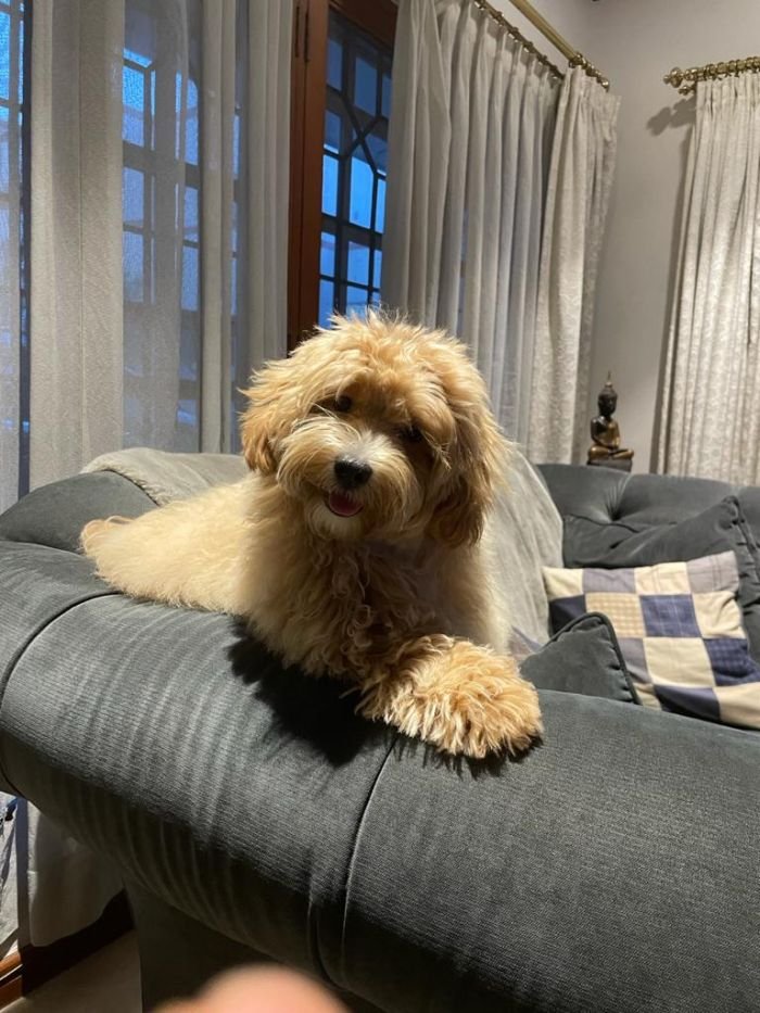 DogsIndia.com - Maltipoo - Sanram's Kennel