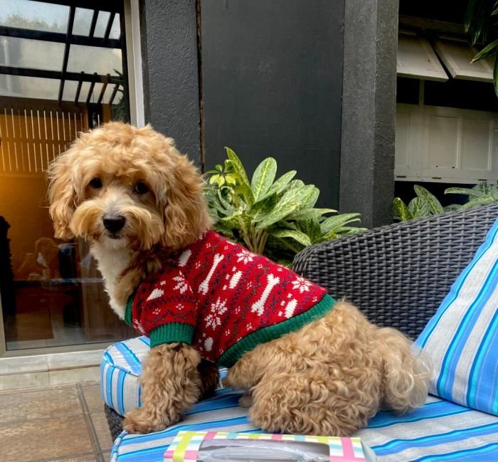 DogsIndia.com - Maltipoo - Sanram's Kennel