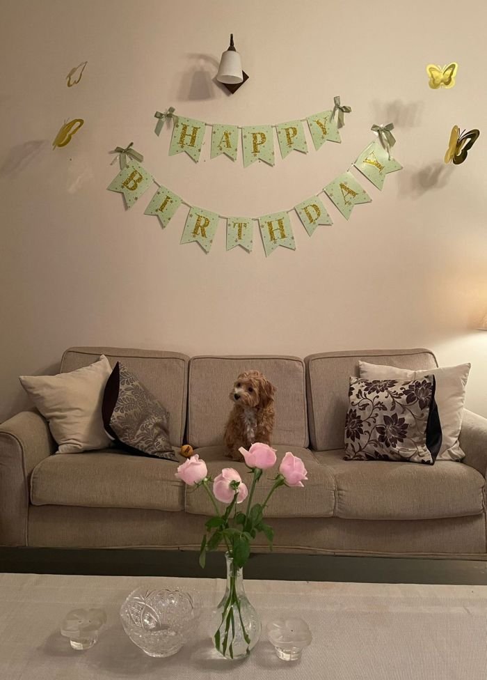 DogsIndia.com - Maltipoo - Sanram's Kennel