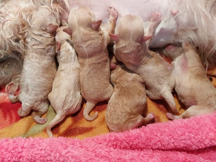 DogsIndia.com - Maltipoo - Sanram's Kennel