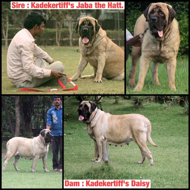 DogsIndia.com - English Mastiff - Kadekertiff Mastiffs - Akershika Mishra