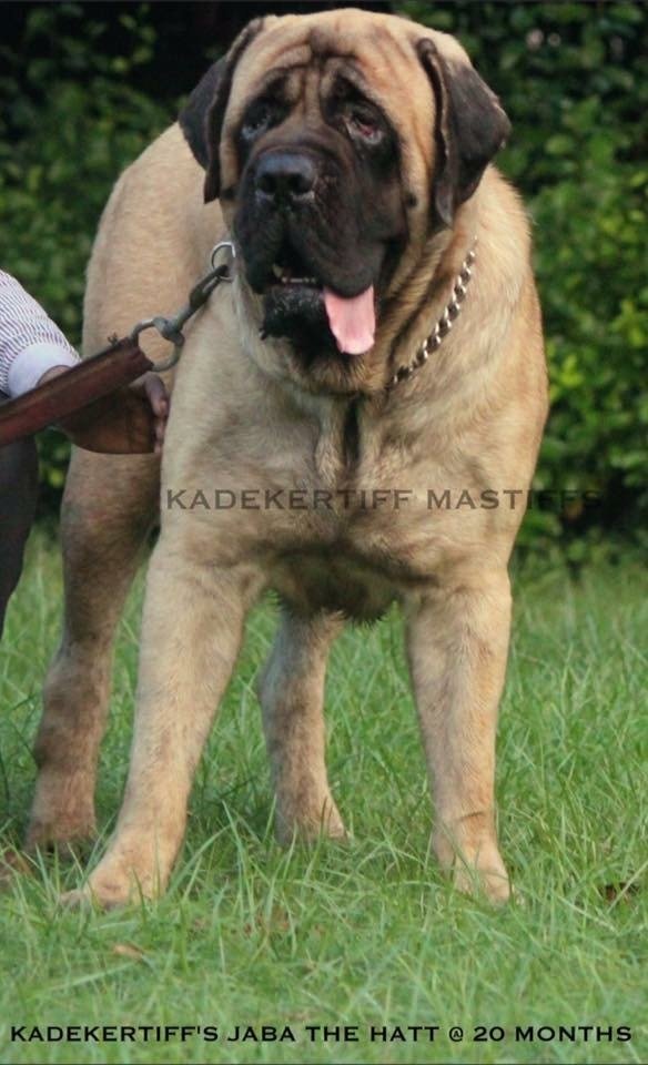 DogsIndia.com - English Mastiff - Kadekertiff Mastiffs - Akershika Mishra