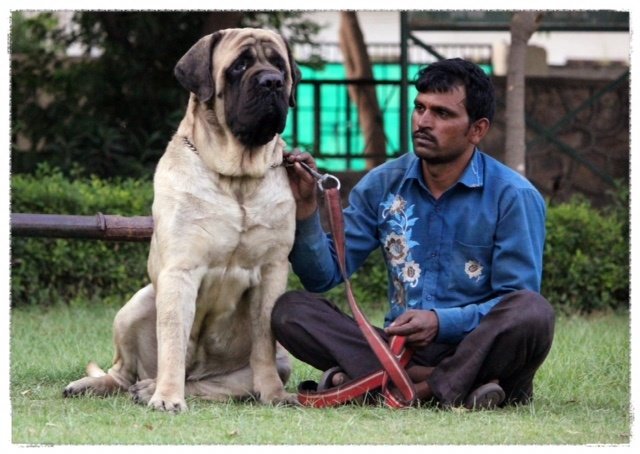 DogsIndia.com - English Mastiff - Kadekertiff Mastiffs - Akershika Mishra