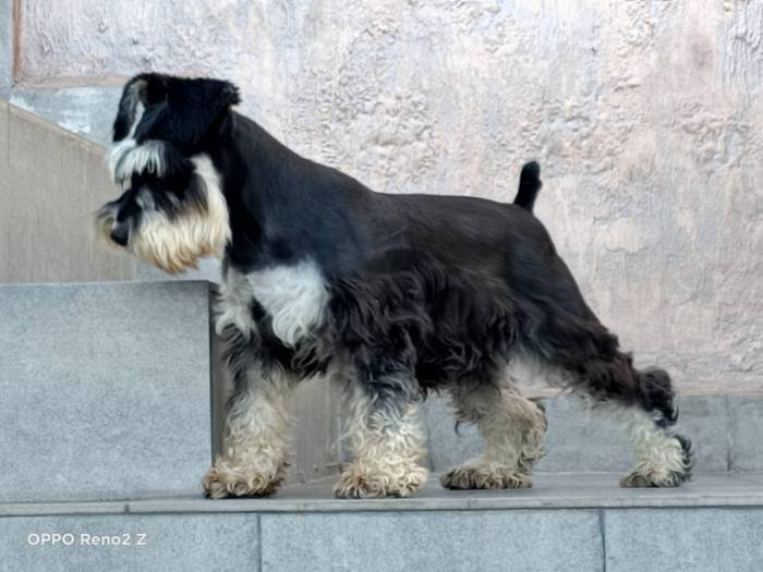DogsIndia.com - Miniature Schnauzer - Gaurav