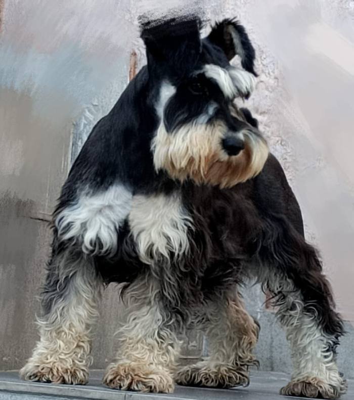 DogsIndia.com - Miniature Schnauzer - Gaurav