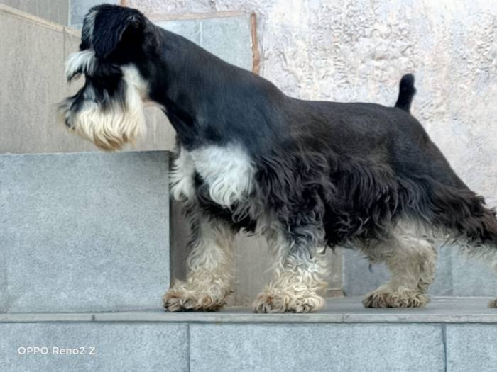 DogsIndia.com - Miniature Schnauzer - Gaurav