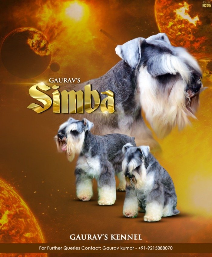 DogsIndia.com - Miniature Schnauzer - Gaurav