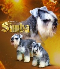 DogsIndia.com - Miniature Schnauzer - Gaurav