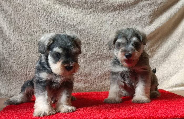 DogsIndia.com - Miniature Schnauzer - Gaurav