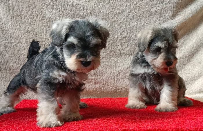 DogsIndia.com - Miniature Schnauzer - Gaurav