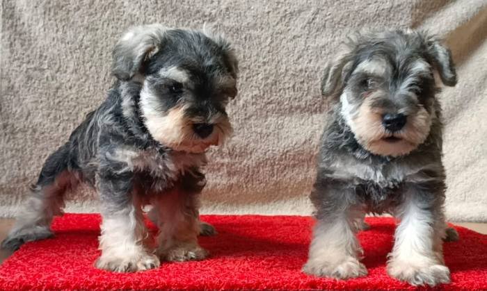 DogsIndia.com - Miniature Schnauzer - Gaurav