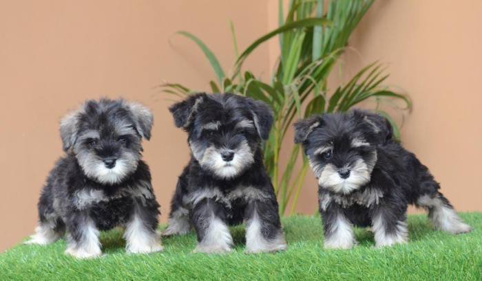 DogsIndia.com - Miniature Schnauzer - Gaurav