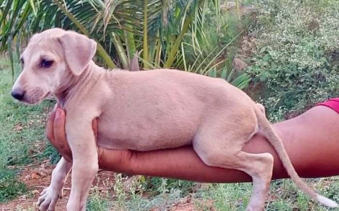 DogsIndia.com - Mudhol Hound - Dr. Santosh