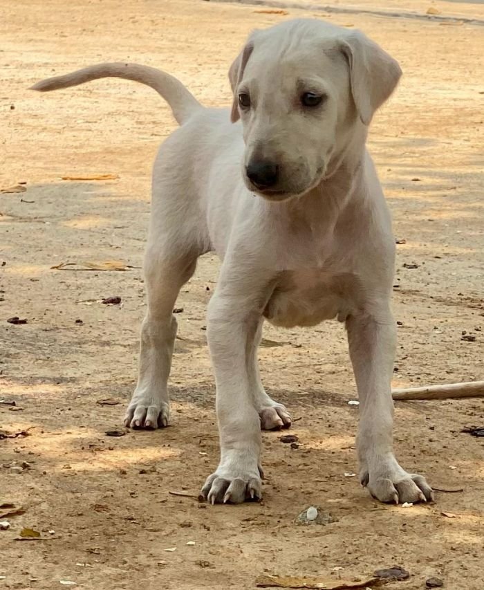 DogsIndia.com - Mudhol Hound - Dr. Santosh