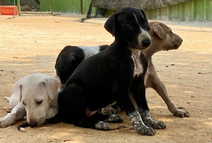 DogsIndia.com - Mudhol Hound - Dr. Santosh