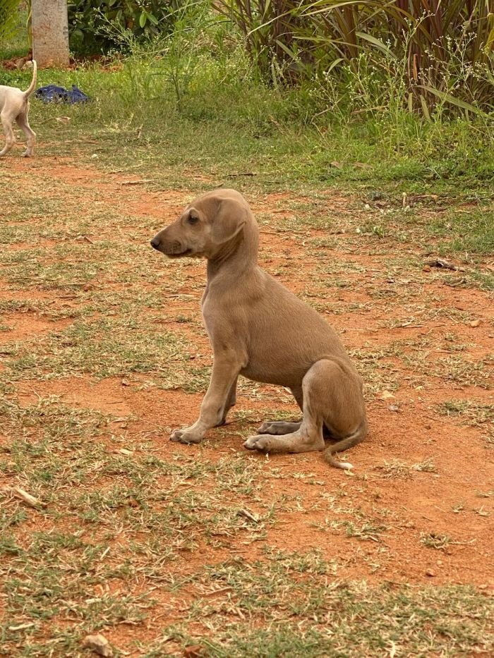 DogsIndia.com - Mudhol Hound - Dr. Santosh