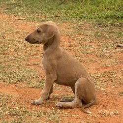 DogsIndia.com - Mudhol Hound - Dr. Santosh