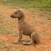 DogsIndia.com - Mudhol Hound - Dr. Santosh