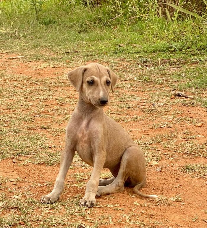 DogsIndia.com - Mudhol Hound - Dr. Santosh