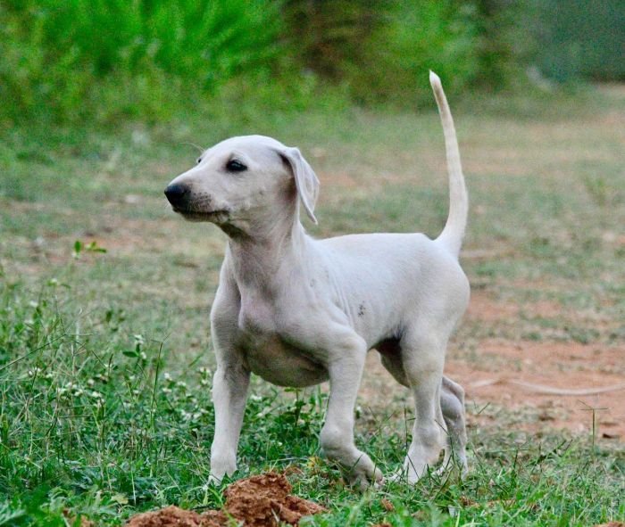 DogsIndia.com - Mudhol Hound - Dr. Santosh