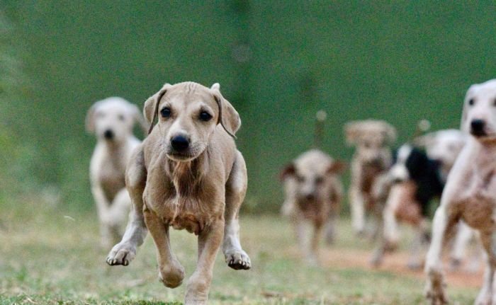 DogsIndia.com - Mudhol Hound - Dr. Santosh
