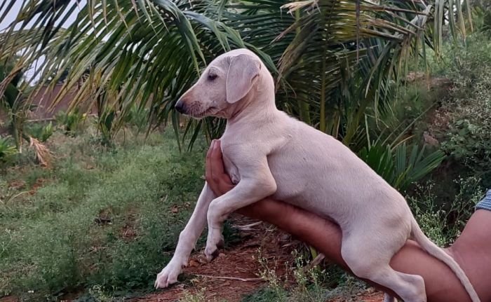 DogsIndia.com - Mudhol Hound - Dr. Santosh