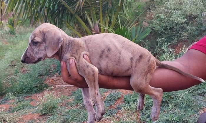 DogsIndia.com - Mudhol Hound - Dr. Santosh