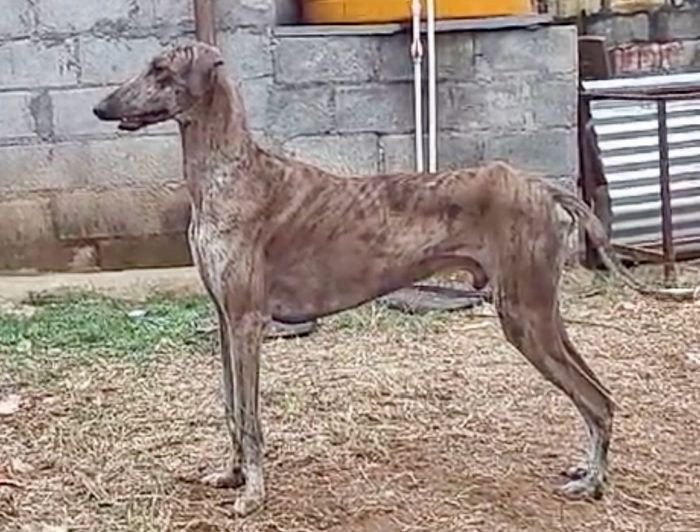 DogsIndia.com - Mudhol Hound - Dr. Santosh