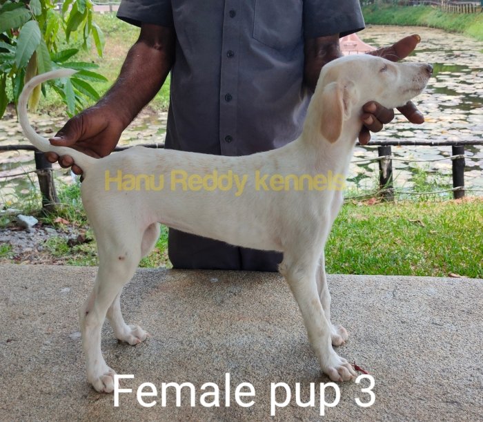 DogsIndia.com - Mudhol Hound - Hanu Reddy Kennels