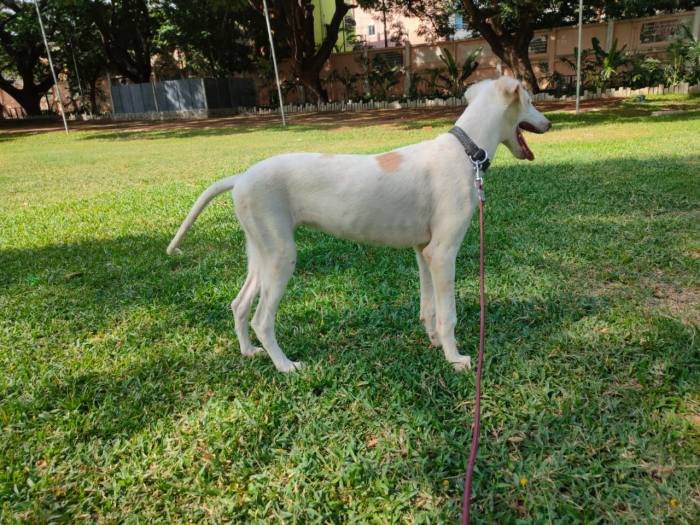 DogsIndia.com - Mudhol Hound - Hanu Reddy Kennels