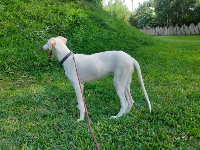 DogsIndia.com - Mudhol Hound - Hanu Reddy Kennels