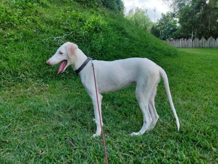 DogsIndia.com - Mudhol Hound - Hanu Reddy Kennels