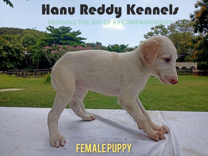 DogsIndia.com - Mudhol Hound - Hanu Reddy Kennels